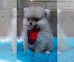 Small Photo #10 Pomeranian Puppy For Sale in CARTHAGE, TX, USA