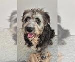 Small Poodle (Standard) Mix