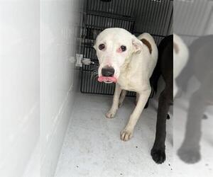 Labrador Retriever-Unknown Mix Dogs for adoption in Houston, TX, USA