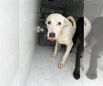 Small Labrador Retriever Mix