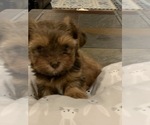 Small Photo #24 Shorkie Tzu Puppy For Sale in EDMOND, OK, USA