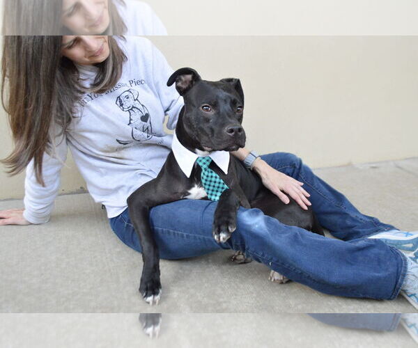 Medium Photo #3 American Pit Bull Terrier-Unknown Mix Puppy For Sale in McKinney, TX, USA