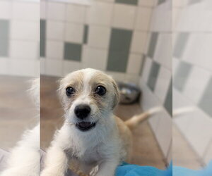 Hana - Female Mutt Dog for Adoption - Photo #3