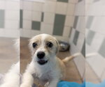 Small Photo #3 Mutt Puppy For Sale in Salinas, CA, USA