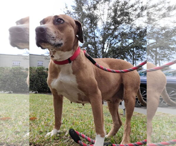 Medium Photo #10 Catahoula Leopard Dog-Unknown Mix Puppy For Sale in Tampa, FL, USA