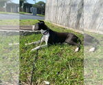 Small #19 Basset Hound-Great Dane Mix