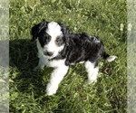 Puppy Justice Aussiedoodle Miniature 