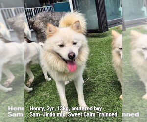 Samoyed-pomeranian spitz Mix Dogs for adoption in Agoura Hills, CA, USA