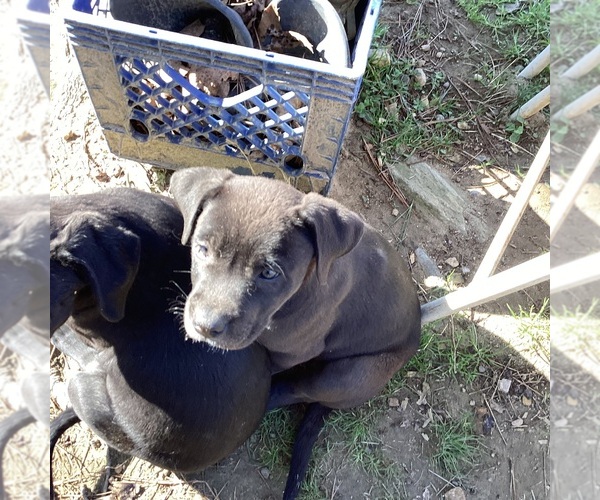 Medium Photo #1 American Pit Bull Terrier Puppy For Sale in CHESTER, VA, USA