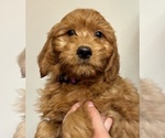 Puppy Puppy 9 Goldendoodle (Miniature)