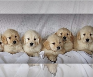 Golden Retriever Puppy for sale in ANAHEIM, CA, USA