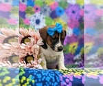 Small Photo #3 Jack Russell Terrier Puppy For Sale in QUARRYVILLE, PA, USA