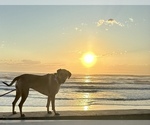 Small Photo #1 Rhodesian Ridgeback Puppy For Sale in DAYTONA BEACH, FL, USA