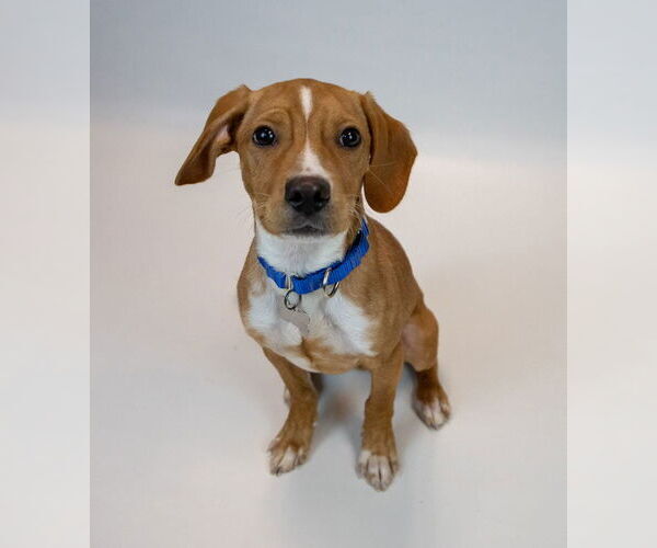 Medium Photo #7 Beagle-Unknown Mix Puppy For Sale in Kennesaw, GA, USA