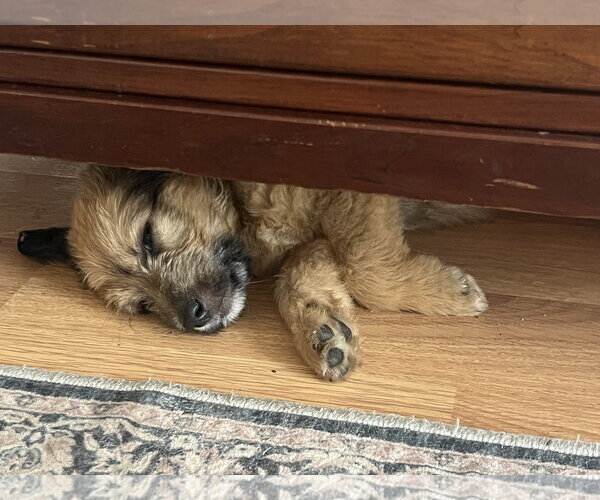 Medium Photo #2 Mutt Puppy For Sale in Plainfield, IL, USA