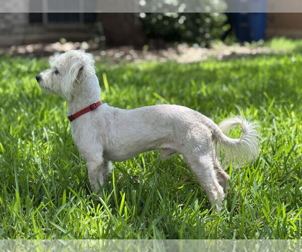 Medium Photo #2 Maltese-Unknown Mix Puppy For Sale in PIPE CREEK, TX, USA