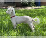 Small #1 Maltese Mix