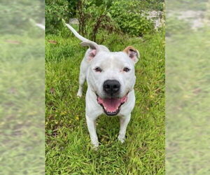 American Pit Bull Terrier Dogs for adoption in Lake City, MI, USA