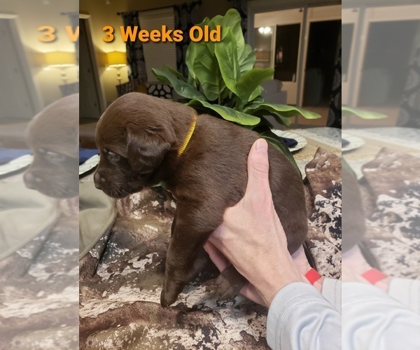 Medium Photo #9 Labrador Retriever Puppy For Sale in KATHLEEN, GA, USA