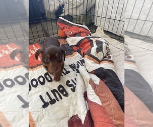 Dachshund Puppy for sale in ISLIP, NY, USA
