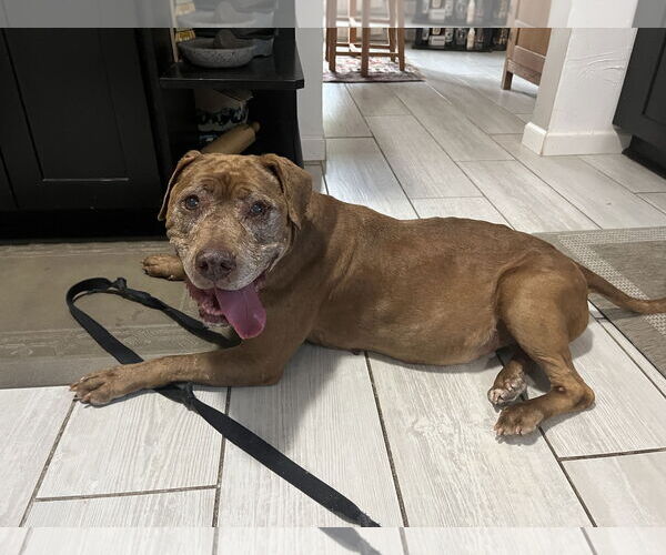 Medium Photo #3 American Pit Bull Terrier-Unknown Mix Puppy For Sale in Aurora, CO, USA