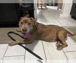 Small #2 American Pit Bull Terrier Mix