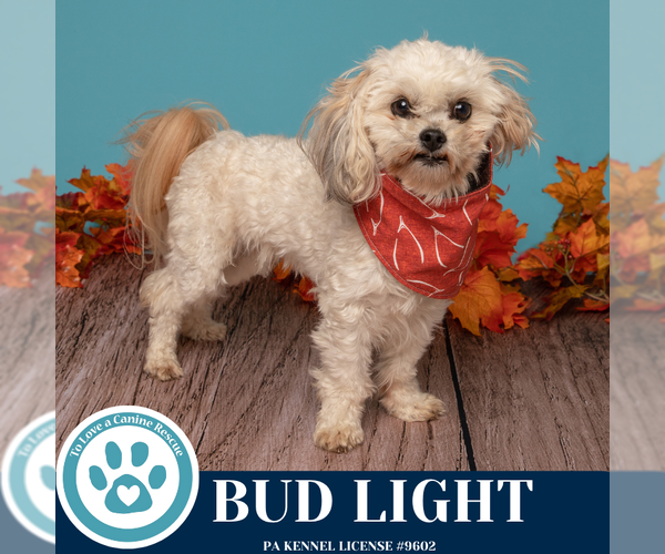 Medium Photo #2 Maltipoo (Miniature) Puppy For Sale in Kimberton, PA, USA