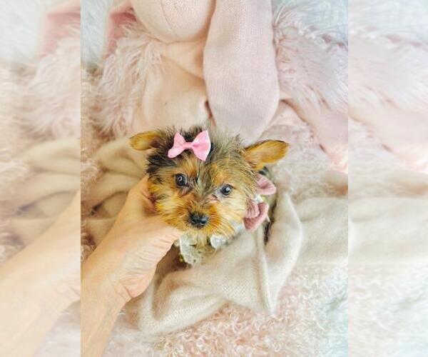 Medium Photo #3 Yorkipoo Puppy For Sale in JACKSONVILLE, FL, USA