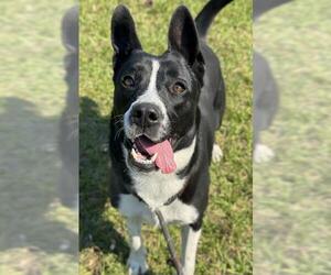 Mutt Dogs for adoption in Fort Lauderdale, FL, USA