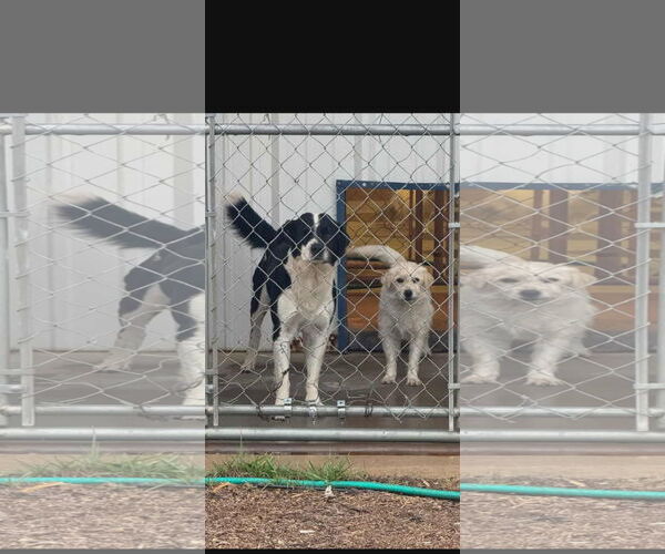 Medium Photo #3 Mutt Puppy For Sale in Grafton, WI, USA