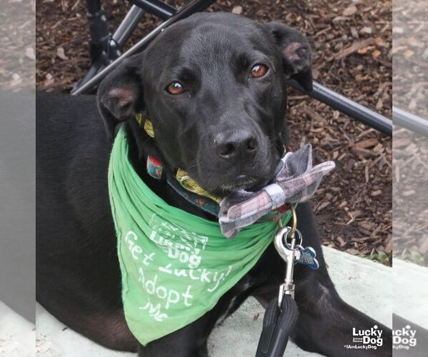 Medium Photo #1 Labrador Retriever-Retriever  Mix Puppy For Sale in Washington, DC, USA