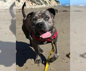 American Pit Bull Terrier Dogs for adoption in Santa Barbara, CA, USA