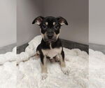 Small #5 American Pit Bull Terrier-Labrador Retriever Mix