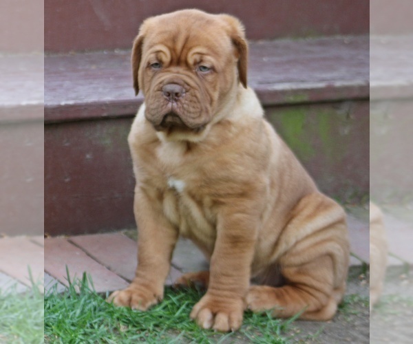 Medium Photo #7 Dogue de Bordeaux Puppy For Sale in ATTLEBORO, MA, USA
