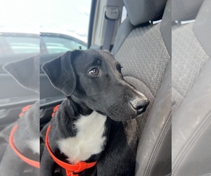 American Foxhound-Pointer Mix Puppy for sale in HANOVER, PA, USA