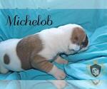 Small Photo #33 Olde English Bulldogge Puppy For Sale in WRIGHT CITY, MO, USA