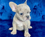 Small Photo #3 French Bulldog Puppy For Sale in TERRACE PARK, OH, USA
