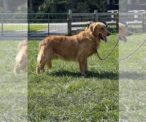 Father of the Golden Retriever puppies born on 06/18/2026