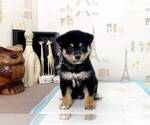 Small Photo #2 Shiba Inu Puppy For Sale in CHICAGO, IL, USA