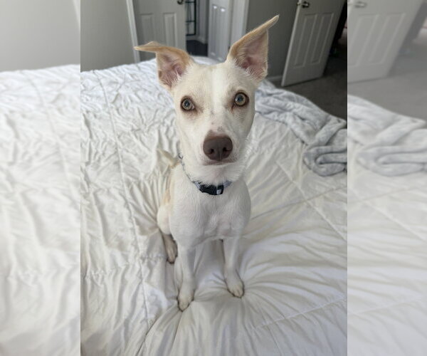 Medium Photo #1 Mutt Puppy For Sale in Springdale, PA, USA