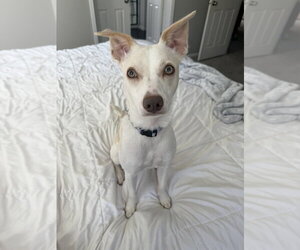 Mutt Dogs for adoption in Springdale, PA, USA