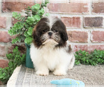 Small #5 Shih Tzu