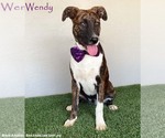 Small #3 American Pit Bull Terrier-Dutch Shepherd  Mix