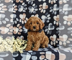 Cavapoo Dog for Adoption in LEOLA, Pennsylvania USA