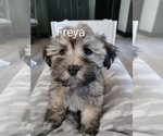 Puppy Freya Havanese