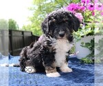Small #3 Bernedoodle (Miniature)