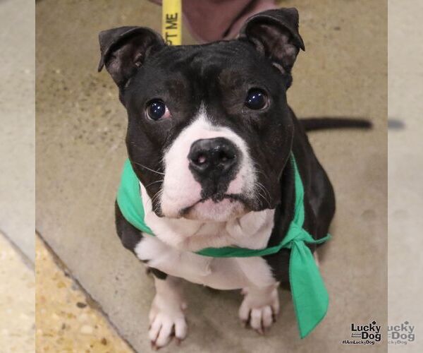 Medium Photo #1 Mutt Puppy For Sale in Washington, DC, USA