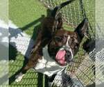 Small #15 Boxer Mix