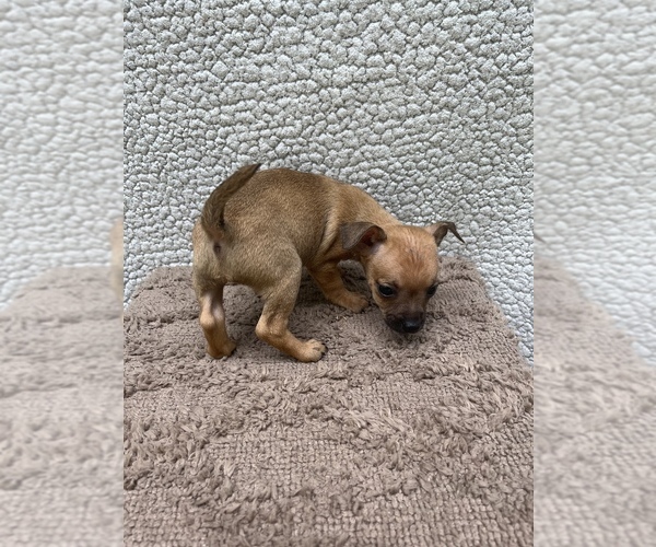 Medium Photo #13 Chiweenie-Jack Russell Terrier Mix Puppy For Sale in SAINT AUGUSTINE, FL, USA