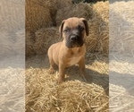 Small Photo #1 Bullmastiff Puppy For Sale in LOCKWOOD, CA, USA